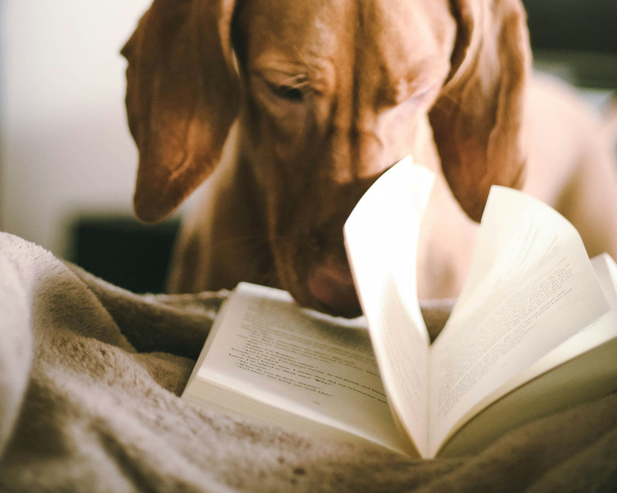 reading a book in a cozy indoor setting